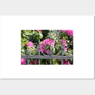 Decorated garden fence with pink flowering rhododendron, Bremen, Germany Posters and Art